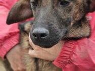 BEA ~kleines,gespreckeltes Hundefräulein - Duisburg