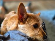 Yorkshire Terrier-Chihuahua mix sucht sein Körbchen. - Eisenhüttenstadt
