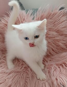 BKH Kitten zum Verkauf - Herford (Hansestadt)