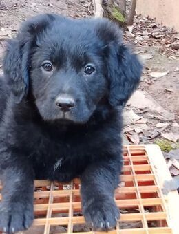 Welpin Rita sucht ihr Traumzuhause - Berlin