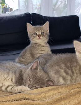 Süße Kitten suchen ein neues zu Hause - Fellbach