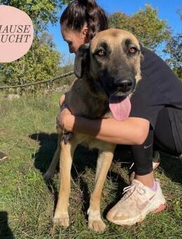 Verschmuste SILVIA sucht Forever Home❤️ - Saarbrücken