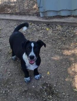 Kleiner Rocky sucht Familie - Leonberg (Baden-Württemberg)