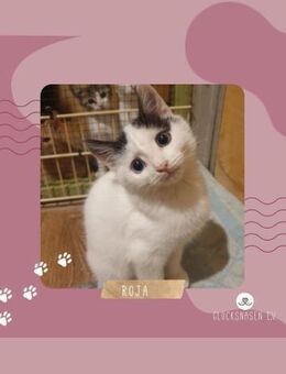 Kätzchen Roja möchte Dein Herz erobern - Lalendorf