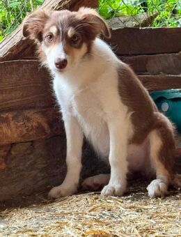 Bordercolliewelpen von privat. - Schwarzach (Bayern)