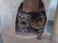 BKH KITTEN reinrassige - Herten