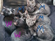 Baby Katzen ab mitte Juni abzugeben - Warendorf