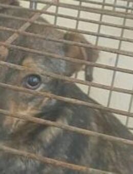 Zeus hofft auf ein Wunder 🐾 - Elsdorf (Nordrhein-Westfalen)