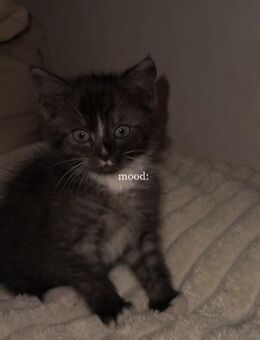 Kleiner Kater - Berlin Mitte