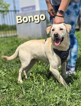 ❤️ Bongo - Kissing