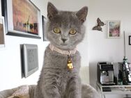 **BKH Kitte 300Euro** - Duisburg