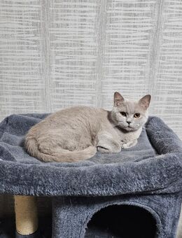 Reinrassige BKH kitten - Lingen (Ems)