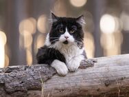 Maine Coon Kitten - Blankenfelde-Mahlow