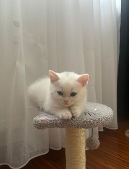 süße BKH Kitten abgabebereit – stubenrein & verspielt - Heusenstamm