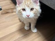 Maine Coon Kater - Altenkirchen (Mecklenburg-Vorpommern)