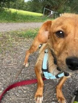 Nelly, will noch viel lernen - Bückeburg
