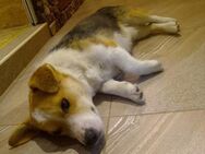 🐾 ☀️Sonnenschein Snoopy ☀️🐾 - Eislingen (Fils)