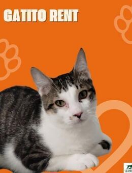 Kater Rent 3 - Bochum