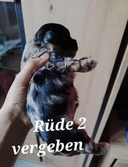 Zuckersüße Maltipoo-Welpen - Osnabrück