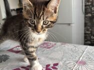 Main Coon/Norweger mix - Mönchengladbach