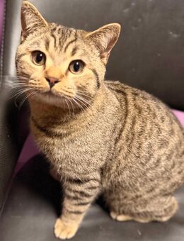 Zwei 9 Monate alte Katzen suchen ein liebevolles Zuhause - Schramberg Sulgen