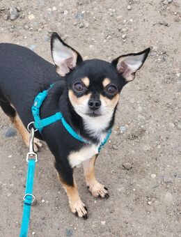 Wunderschöner Chihuahua Deckrüde - Hamminkeln