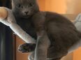 Suche RussischBlau Katze mit oder ohne Papiere als Hauskatze -keine Zucht in 98574