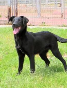 ASIA - eine schwarze Schönheit - Regensburg