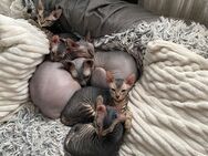 Süße Sphynx Tiger Babys suchen Traumzuhause - Siegen (Universitätsstadt)