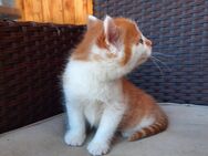 Kätzchen, Kitten, Katzenbaby - Iphofen
