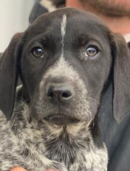 Salix, geb. ca. 11/2025, GRIECHENLAND - Euskirchen