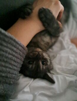 Britisch kurzhaar kitten - Bremen