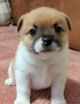 New English Bulldog mix Rüde - Ballenstedt