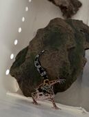 Leopardgecko in 38440