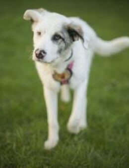 Wer schenkt Tapio ein Zuhause? - München