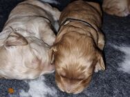 5 zuckersüße Labradoodle Welpen, Abgabe im Mai - Torgelow-Holländerei