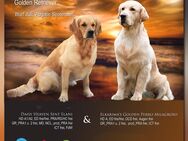Golden Retriever Welpen aus seriöser VDH/GRC Zucht - Winzer