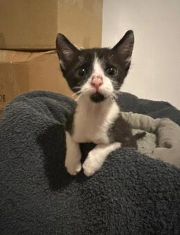 Tom und timmy aus dem Tierschutz - Grevenbroich