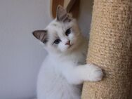 Ragdoll kitten - Augsburg