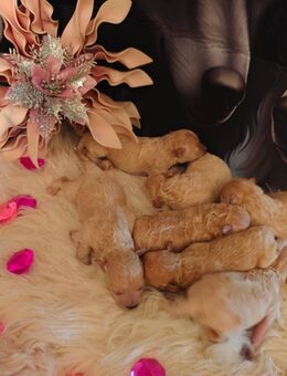 7Magnifique Krystalles 👑Maltipoo weplen - Quakenbrück