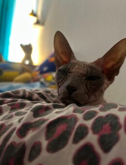 Sphynx Katze - Stolberg (Rheinland, Kupferstadt)