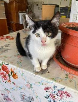 dynamische Duo Batman und Robin - Rambin