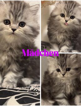 Perser Kitten mit Nase - Langenselbold Zentrum