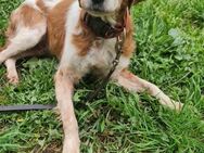 BELLA🍀🍀🍀PATENSCHAFT gesucht - Herxheim (Landau)