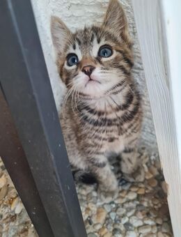 Katzen Baby - Mörlenbach
