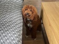 Maltipoo Deckrüde - Meßkirch Zentrum