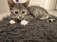 Baby Katze Siam mix / Glückskatze - Dorsten