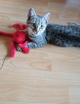 6 Monate Kätzchen (W) mit Futter und etwas Zubehör - Werdohl