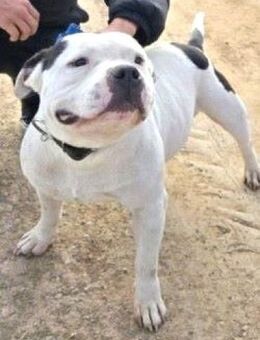 COCO - kinderlieber American Bulldog-Mix - Kempen