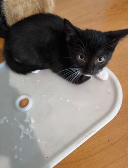Verspielte Katzenbabys suchen ein liebevolles Zuhause! - Arneburg Beelitz